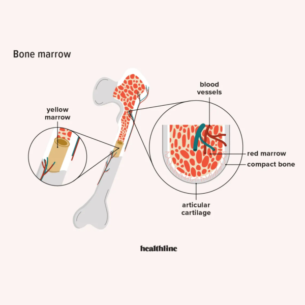 Bone marrow logo