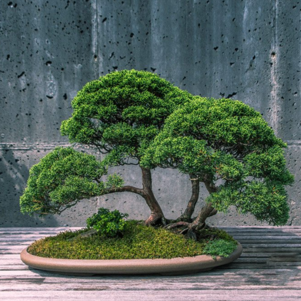 Bonsai logo