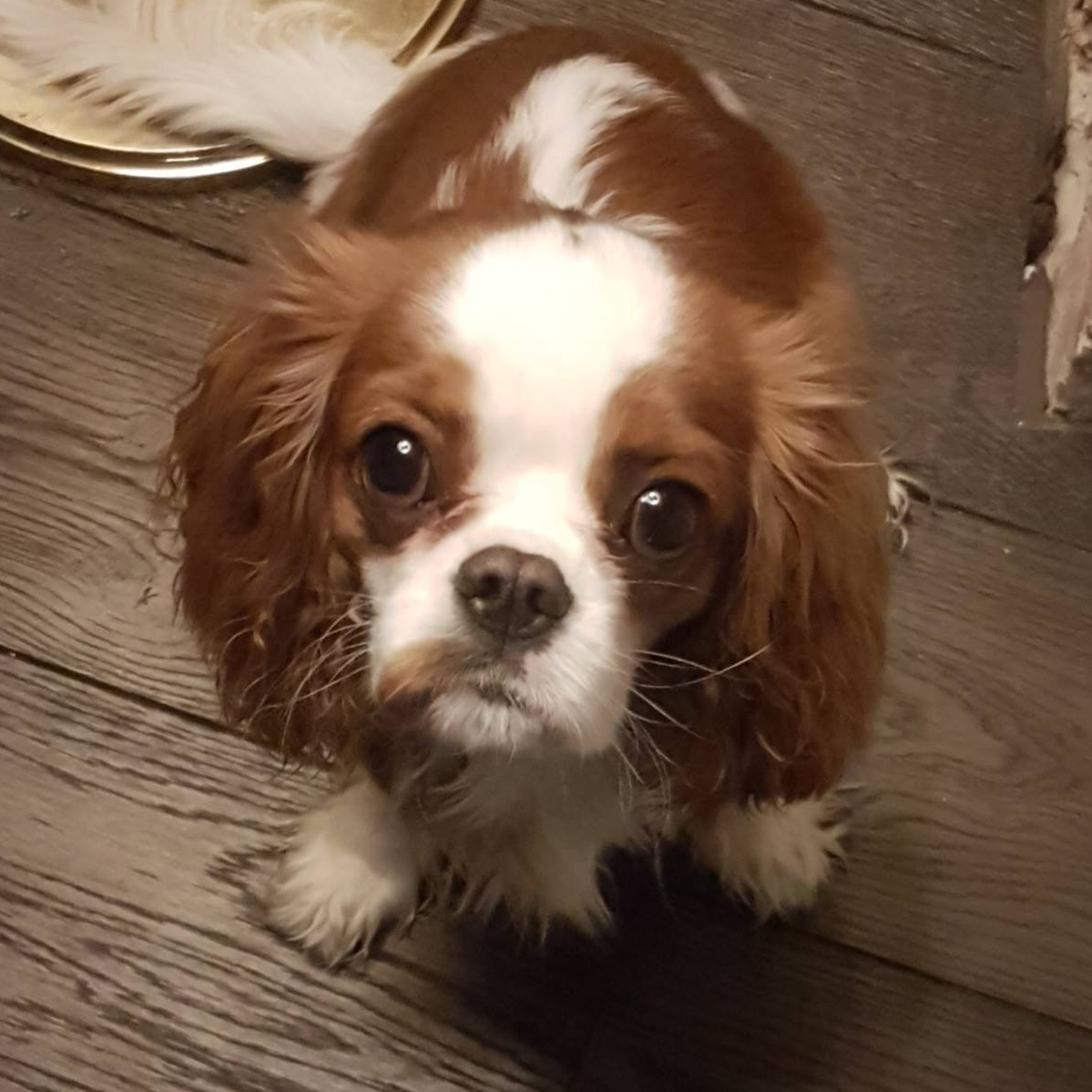 Cavalier King Charles Spaniel