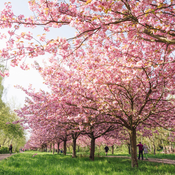 Cherry blossom logo
