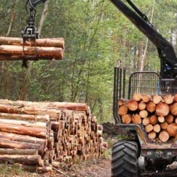 Forestry logo
