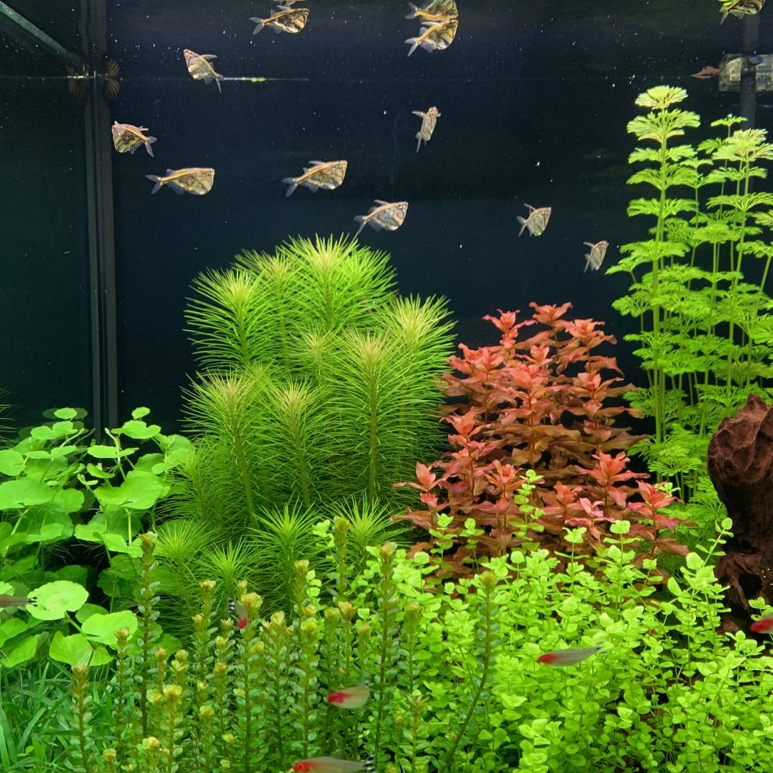 Freshwater aquarium logo