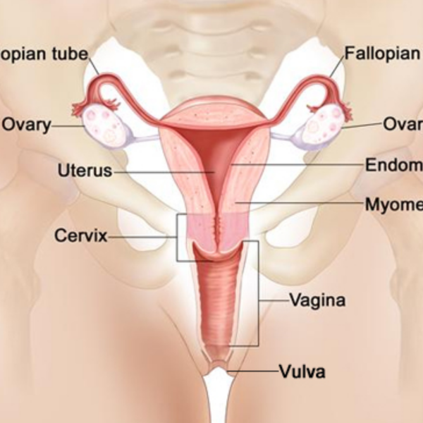 Gynaecology