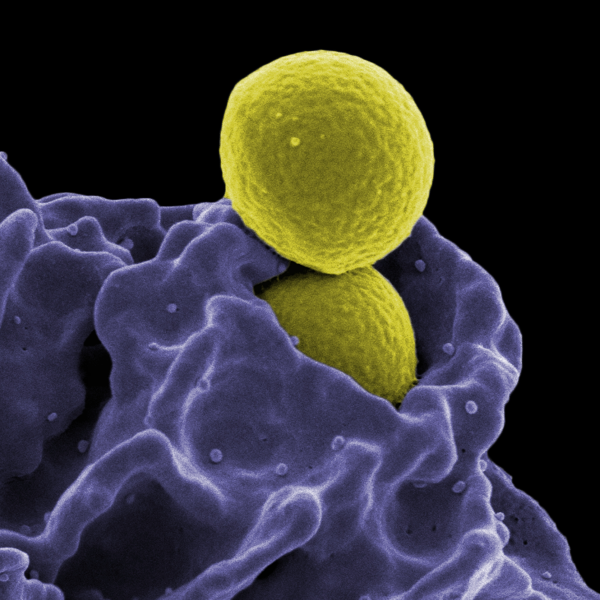 Immunology logo