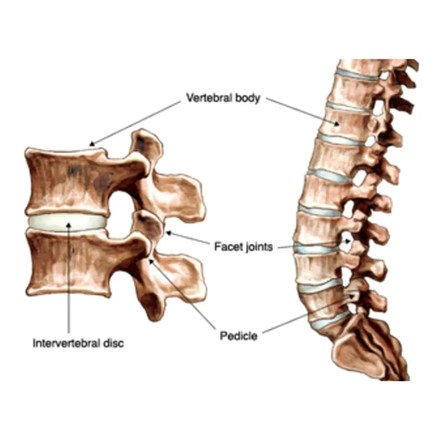 Intervertebral disc logo