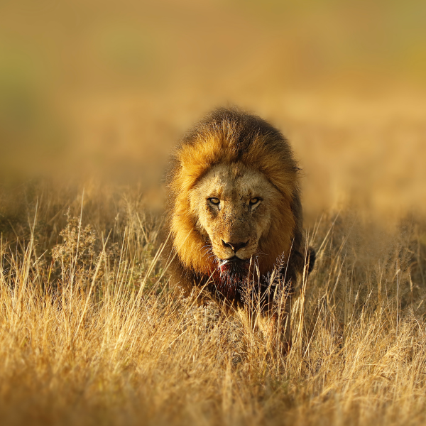 Kruger National Park