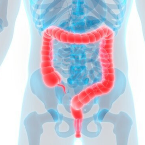 Large intestine logo