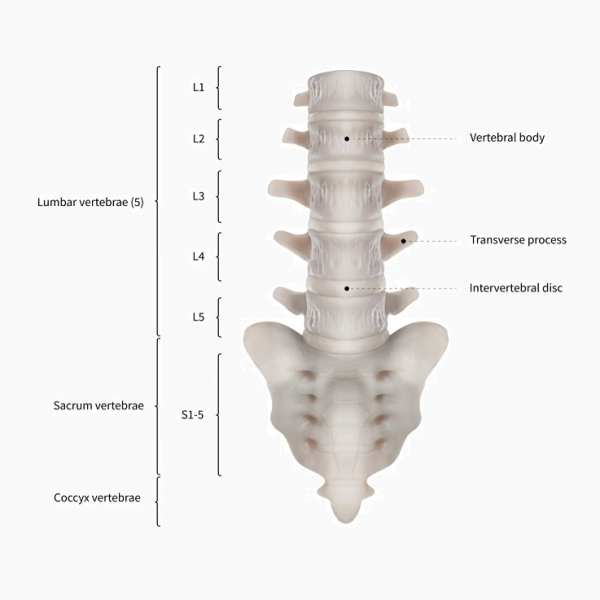 Lumbar vertebrae logo