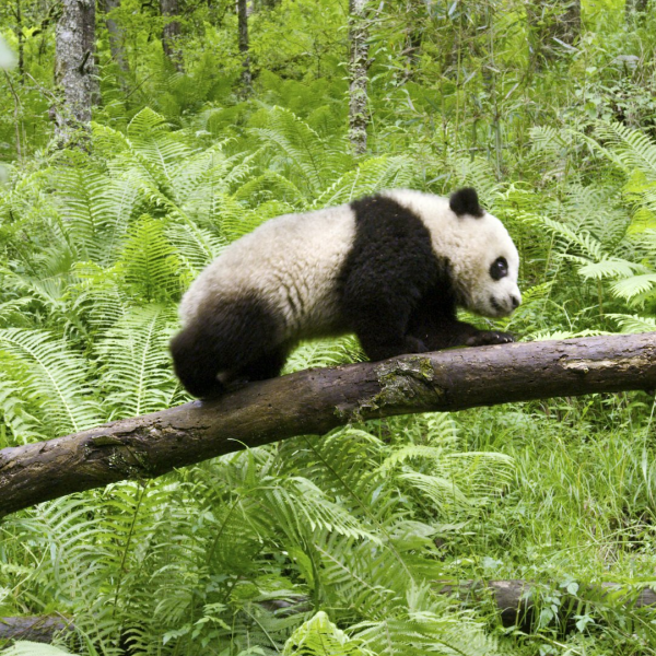 Nature documentary