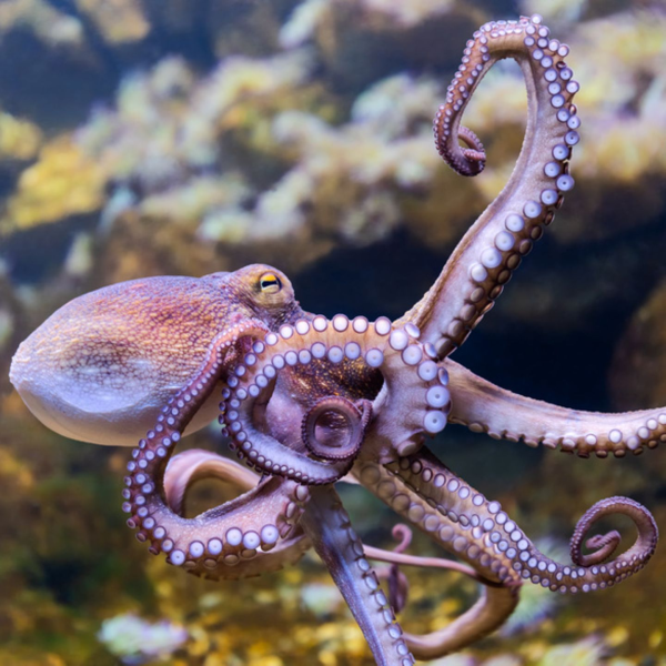 Octopus logo