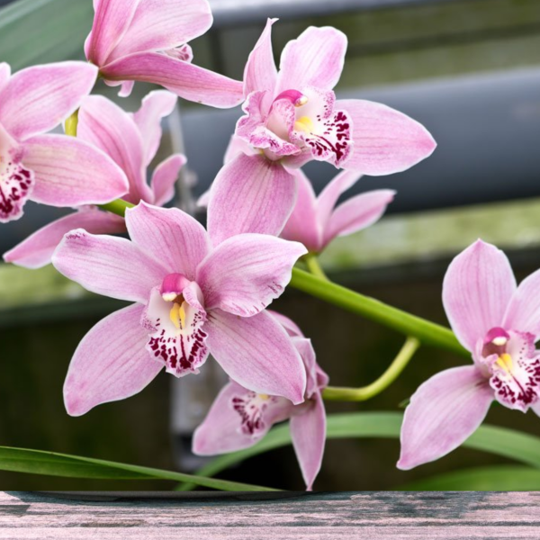 Orchidaceae logo