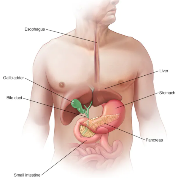 Pancreas logo