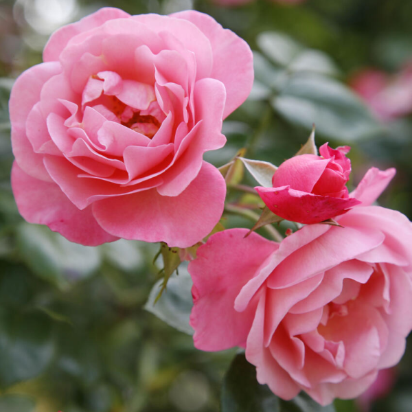 Rose logo