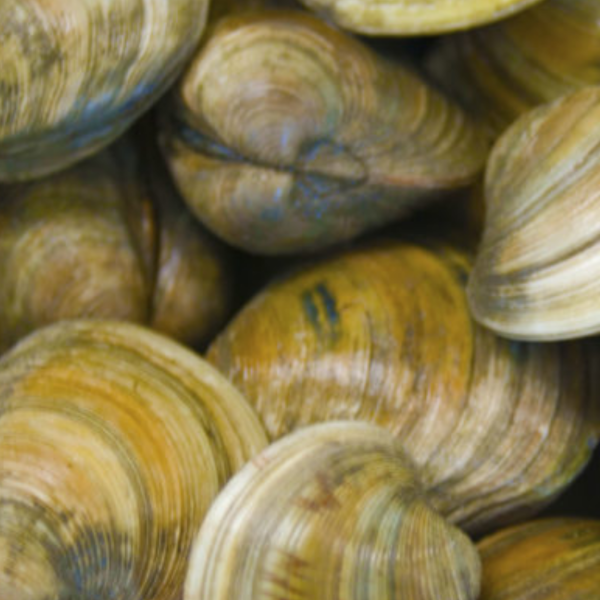 Shellfish