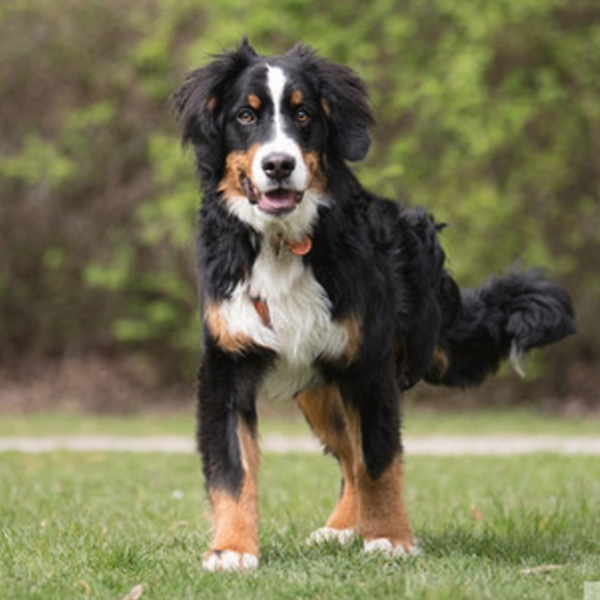 Tiere suchen ein Zuhause logo