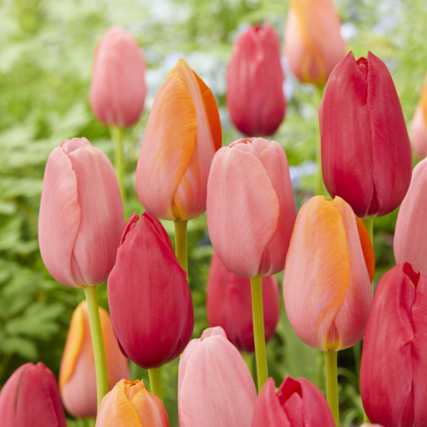 Tulip logo