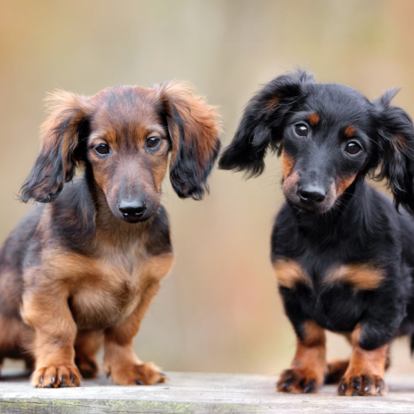 Dachshund