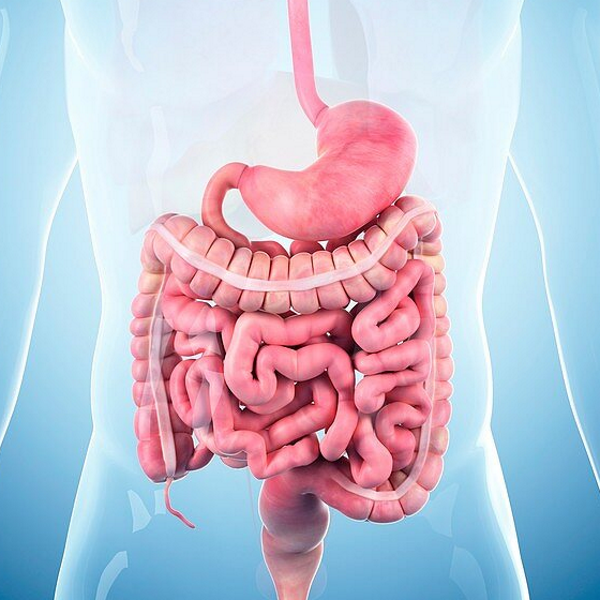 Human digestive system logo