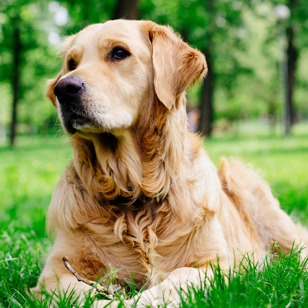 Golden Retriever