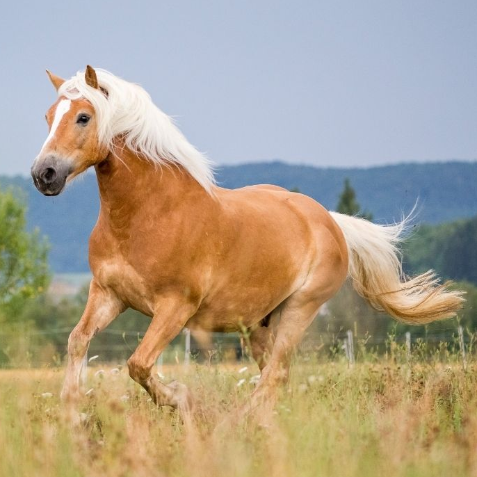 Haflinger logo
