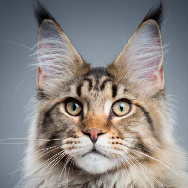 Maine Coon