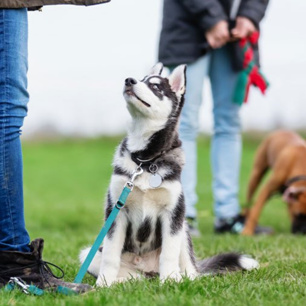 Obedience school