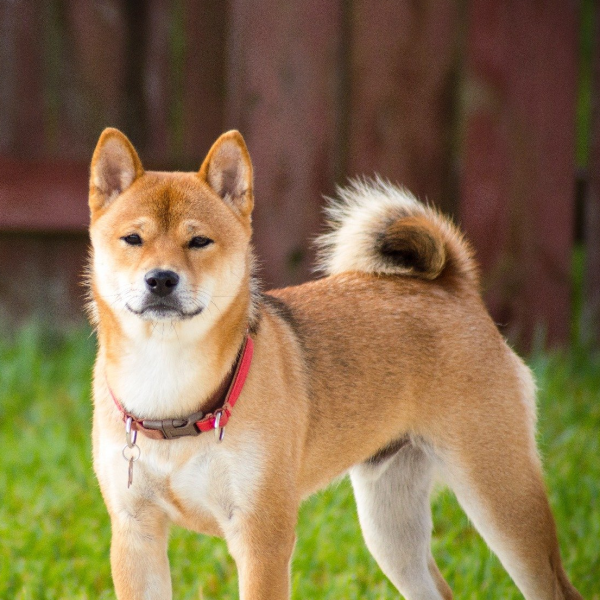 Shiba Inu