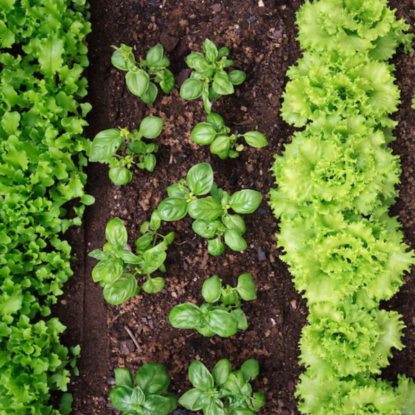 Vegetable Gardening logo