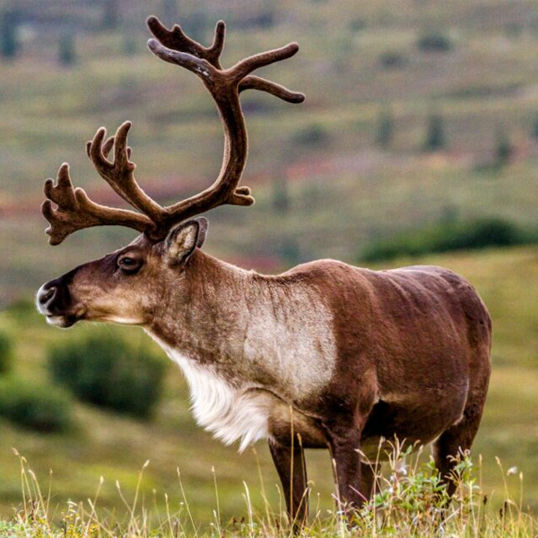 Caribou