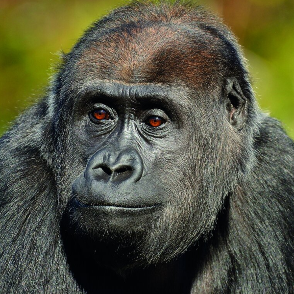 Gorilla logo