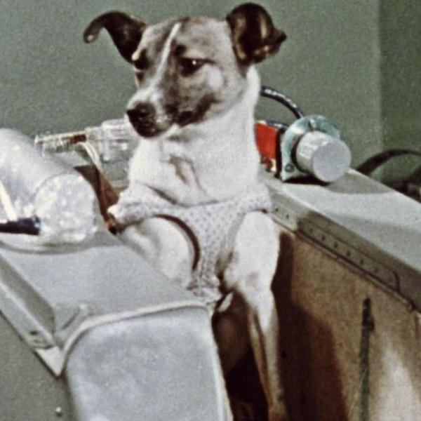 Laika logo