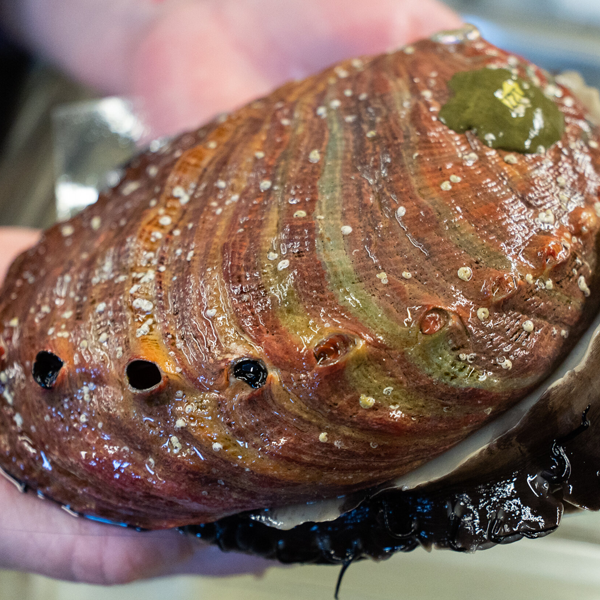 Abalone