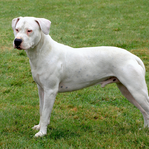 Dogo Argentino