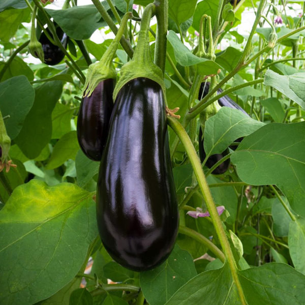 Eggplant