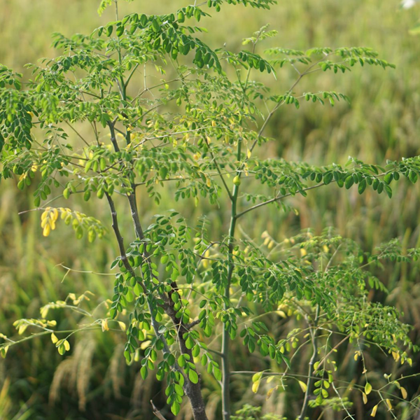 Moringa logo