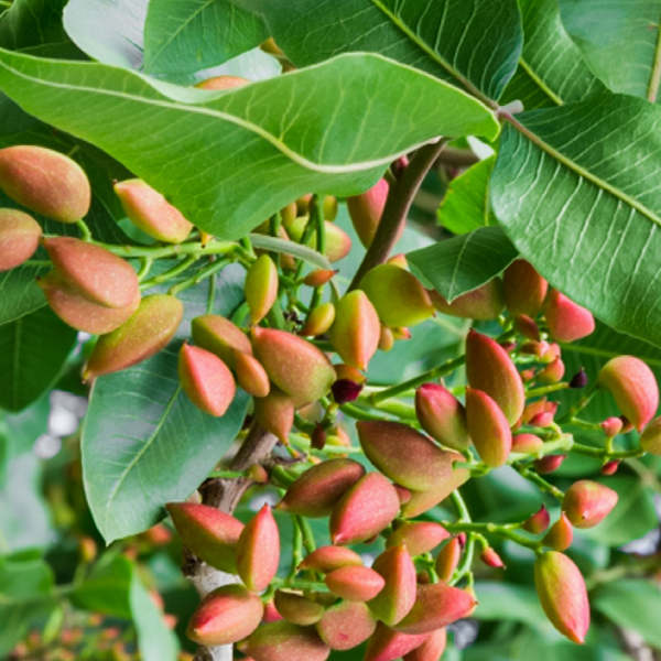 Pistachio