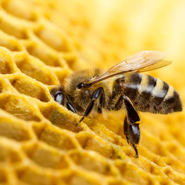Propolis logo