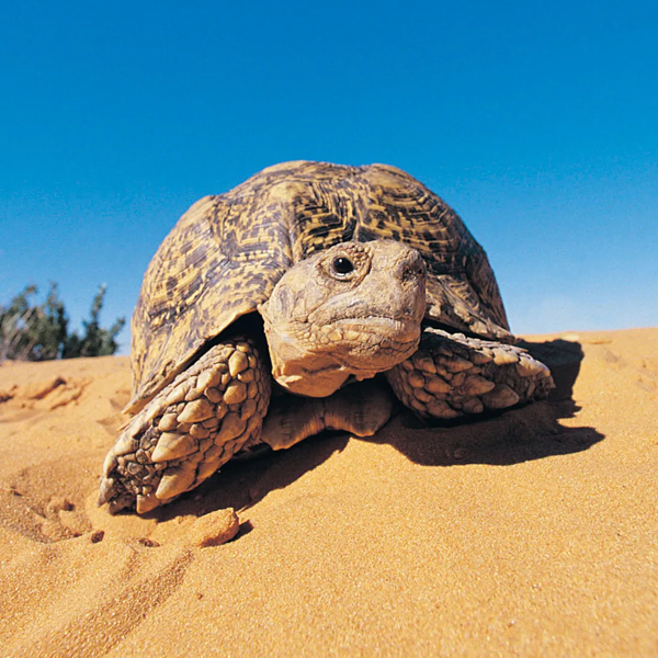 Tortoise logo