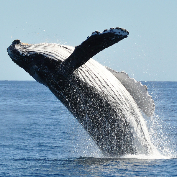 Whale watching