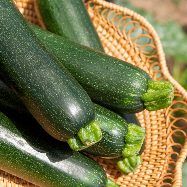Zucchini