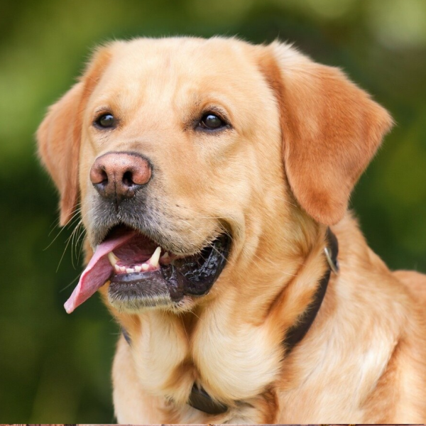 Labrador logo