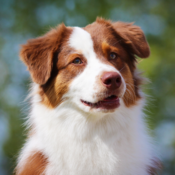 Australian Shepherd