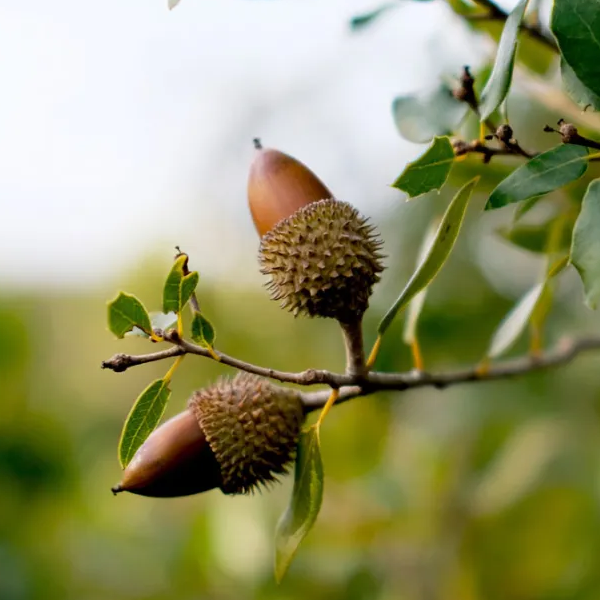 Acorn logo
