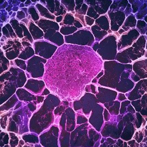 Adult stem cell logo