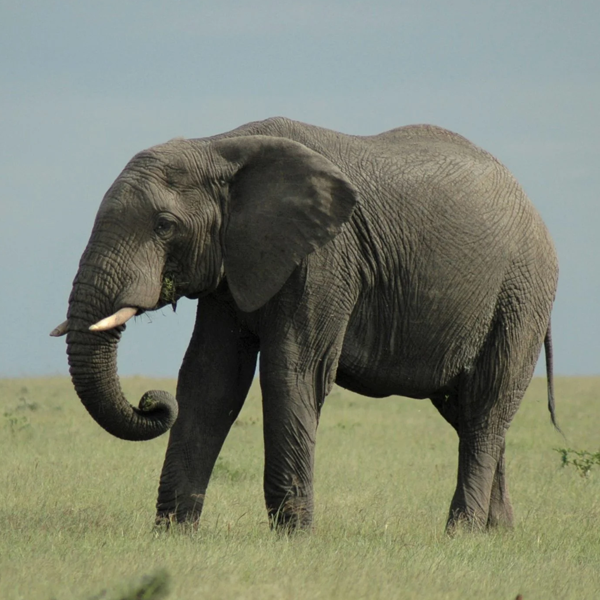 African elephant logo