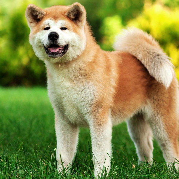 Akita (dog) logo