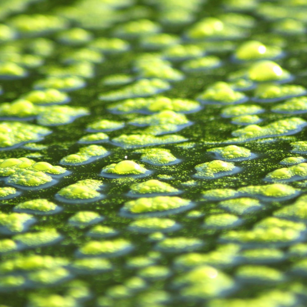 Algae logo