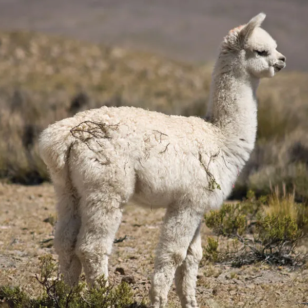 Alpaca logo