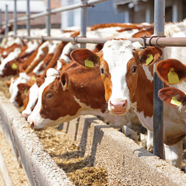 Animal husbandry