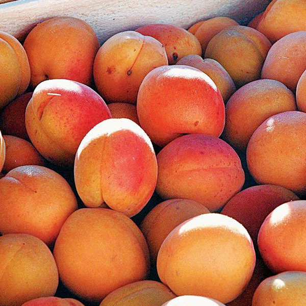 Apricot